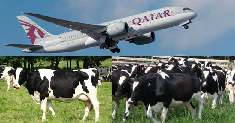 پرواز 4000 گاو به قطر