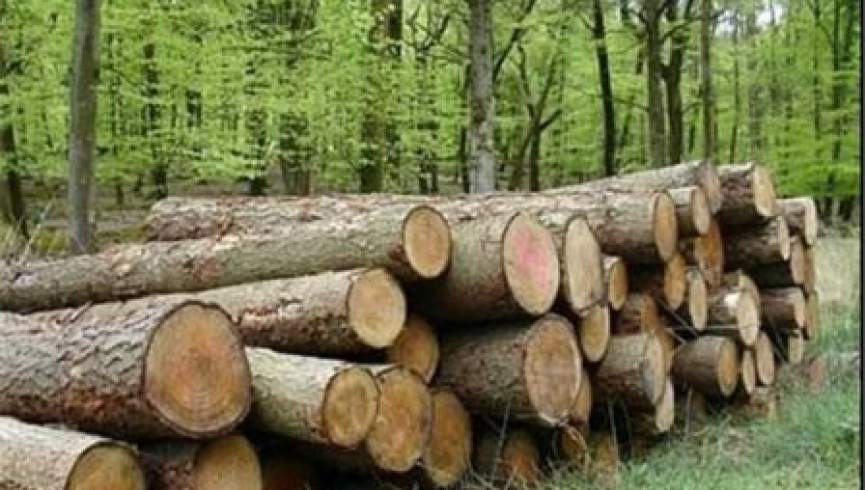 مجلس: حکومت از قاچاق چوب کنر به خارج کشور جلوگیری کند