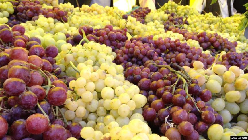 کشت انگور در هرات امسال 15 درصد نسبت به پارسال افزایش یافته است