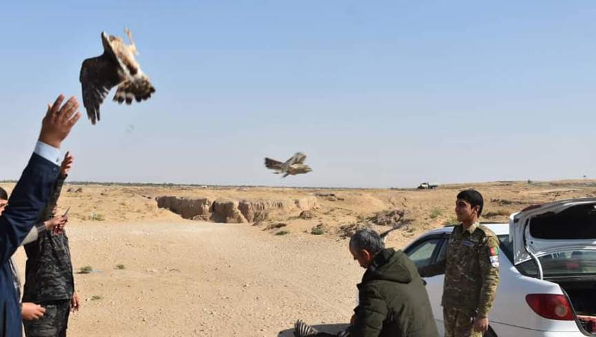 ده‌ها پرنده “نادر” در جوزجان از دام قاچاق‌بران نجات یافتند