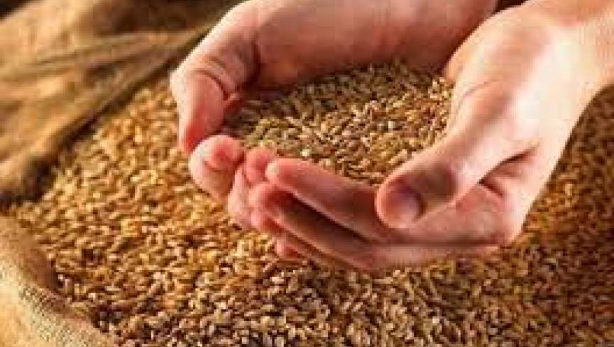 طالبان روند توزیع گندم را آغاز کرد
