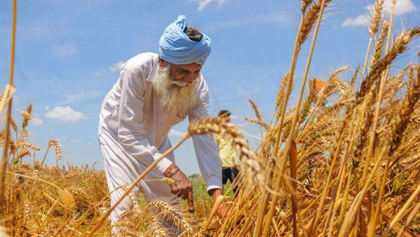 هند فقط به کشورهای همسایه و آسیب پذیر «گندم» صادر می کند