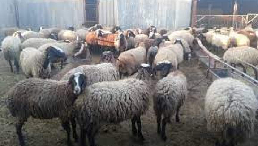 مسوولان قندهار اجازه صدور 40 هزار گوسفند به پاکستان را صادر کردند