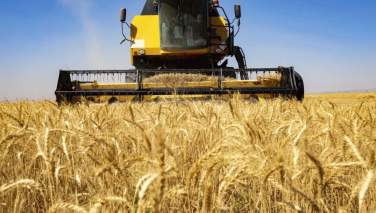 بهای جهانی گندم چهار فیصد افزایش یافت