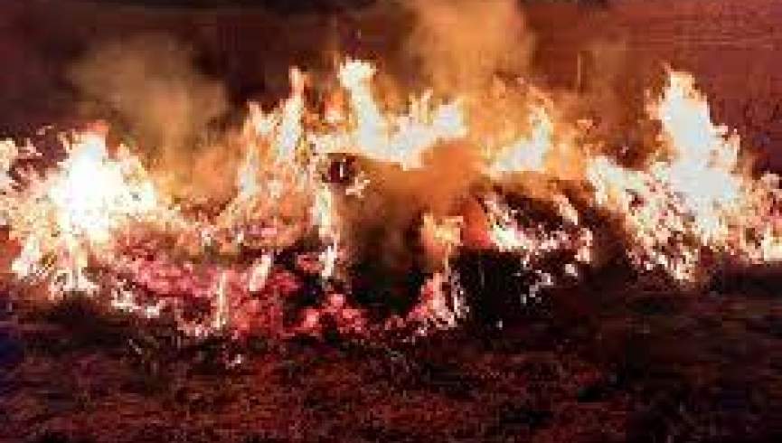 غور کې د نشه يي توکو درې کارخانې سوځول شوې دي