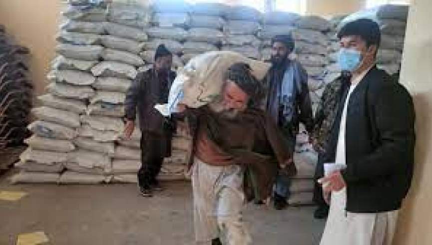سازمان کشاورزی ملل متحد برای 4.2 میلیون دهقان در افغانستان تخم اصلاح شده توزیع می‌کند