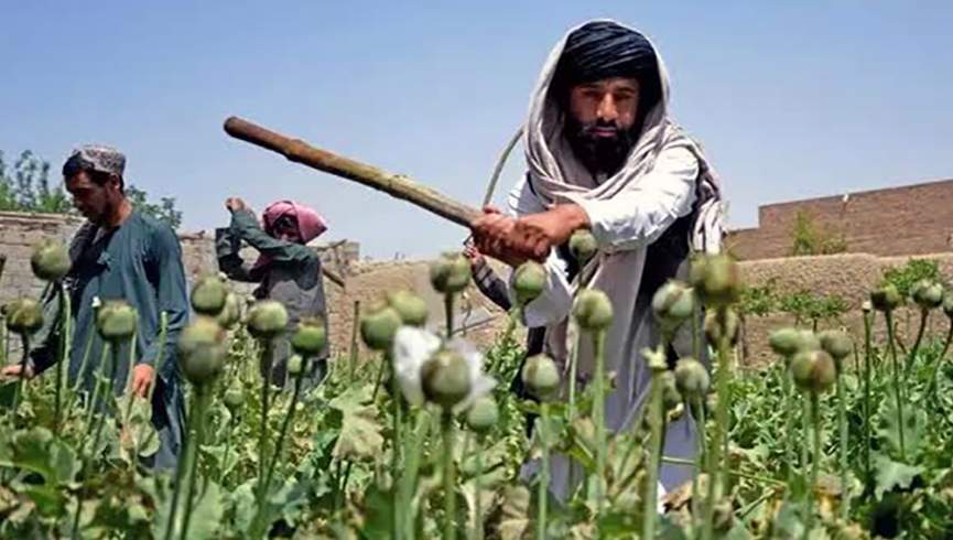پاکستان مرکز جدید تولید خشخاشِ افغانستان