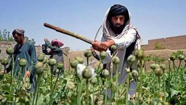 پاکستان مرکز جدید تولید خشخاشِ افغانستان