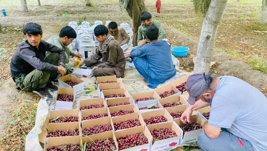 طالبان: د پنجشیر ۱۰۰ ټنه ګیلاس به د منځنۍ اسیا هیوادونو ته صادر شي