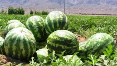 تربوز ؛ میوه‌ای تابستانی با خواصی فراتر از طعم