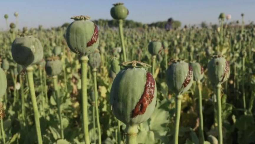 طالبان د افغان بزګرانو لپاره بدیل معیشت د سیمې او نړۍ ګډ مسؤلیت بولي