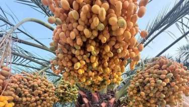 ننګرهار کې د خرما حاصلات زیات شوي