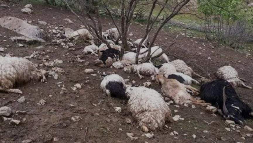 د بامیان ولایت په یکاولنګ کې ترافیکي پیښه: ۲۰ سره مېږې مړې شوې