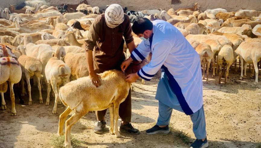 فائو 3 میلیون مواشی افغانستان را در ماه جاری واکسین می‌کند